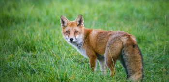 Société de chasse